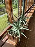 Aalto selected exact species and locations of indoor plants