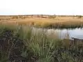 Protected landscape "Südlohner Moor"