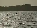 Laughing gull at sunset