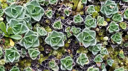 Close-up of leaves