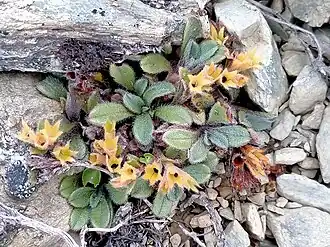 Fruiting plant
