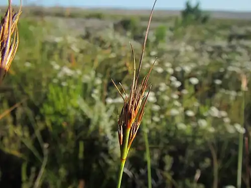 Flowering head