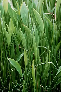 foliage