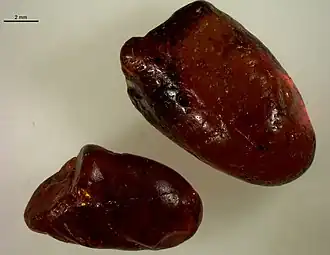 Tasmanite (amber)