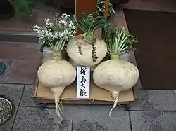 Sakurajima radishes