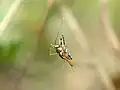 Hunting Leptocorisa