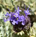 Salvia dorii var. clokeyi, about 8,600 feet (2,600&nbsp;m)