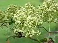 Sambucus racemosa flowers