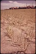 Sand dunes on Hayden Island, 1973