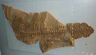 Partial Skeleton