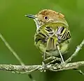 Buonaventura Reserve, Umbrella Bird Lodge - Ecuador