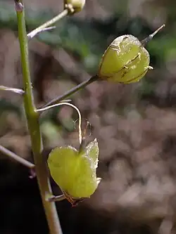 Fruit