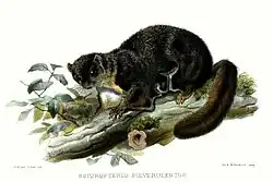 Drawing of gray squirrel