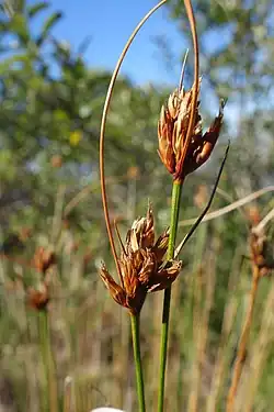 Inflorescences