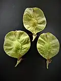 Samarae