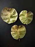 Samarae