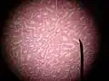 Seminiferous tubule (transverse section).