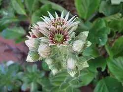 Flower of cultivated variety, photographed in Spain