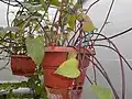 Potted plants