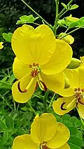 Flower closeup