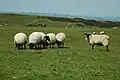 Sheep on Cleeve Common