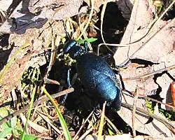 Picture of Meloe angusticollis