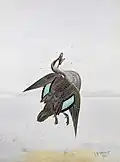 Pacific Black Duck shot in flight (1914)