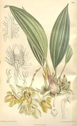 S. fimbriata