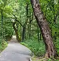 Path through the woods
