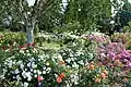 Royal National Rose Society Gardens (2010)