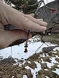 A silver maple just beginning to bud in mid-February, Boise, Idaho