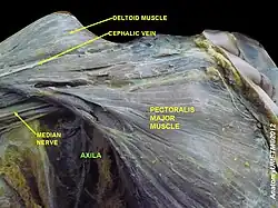Axilla