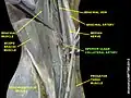 Inferior ulnar collateral artery
