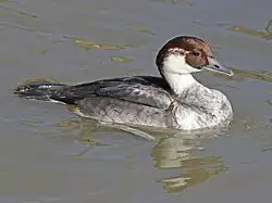 Female