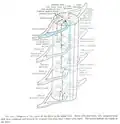 Projections of the spinal cord into the nerves (red motor, blue sensory).