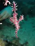 Pink S. Paradoxus at Lembeh Strait Sulawesi, 2014