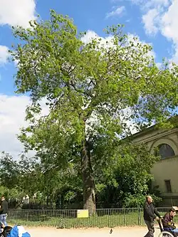 The Sophora Jussieu, planted by Buffon in the garden in 1747