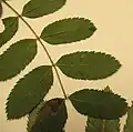The individual leaflets are toothed almost from base to apex.