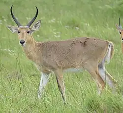 Brown and white bovid