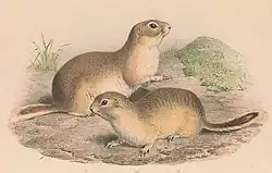 Drawing of brown squirrel