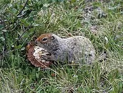 Gray squirrel