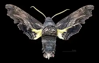 Male
