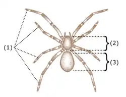 Spider body plan
