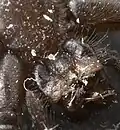 Endites and labium (also fangs and sternum) of an Eastern parson spider.