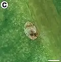 Chorion of empty egg on lower surface