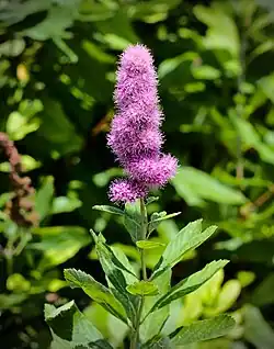 Spiraea salicifolia