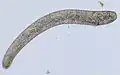 Spirostomum macronucleus