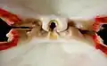 Spondylidae hinge
