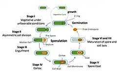 Figure Caption: The Bacillus subtilis (Stage I) in vegetative growth is in unfavorable conditions, so it begins the process of sporulation. Examples of unfavorable conditions are an environment that lacks the required nutrients, is too hot, or too cold. Asymmetric (unequal) division occurs from the tightening of the Z-ring (Stage II). The Z-ring is multiple FtsZ proteins assembled into a ring that depolymerizes to cause an inward constriction, which will form the septum that results in two daughter cells. The mother cell, which is the bigger of the two daughter cells, engulfs the pre-spore (Stage III). Next, the cortex (Stage IV) and the coat (Stage V) form around the spore. The cortex is made of peptidoglycan and the coat is composed of several layers of specific proteins. Once the spore is mature, the cell lyses (Stage VI and VII). Thus, a free endospore is formed that can withstand harsh environments. This endospore can later germinate into a vegetative cell. Vegetative cycle occurs in favorable conditions, such as nutrient abundance and a moderate temperature. This is a cycle of medial division and growth creating more vegetative Bacillus subtilis.