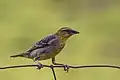 Female P.&nbsp;c. spilonotus, Mauritius